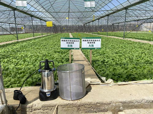 贵州贵阳 漂浮育苗引入新型抽水式晾盘装置 弱碱水设备协同助力高效壮苗培育